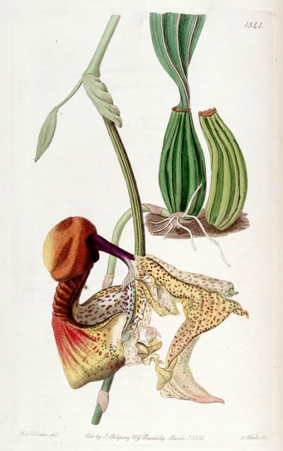 Coryanthes macrantha de Miss Drake